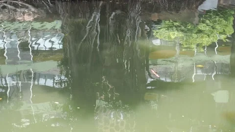 Reflection of trees in the canal. Ripples in the river.  Stock Footage 130483730