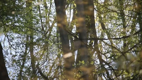 Reflection of trees in clear water Stock Footage 119872741