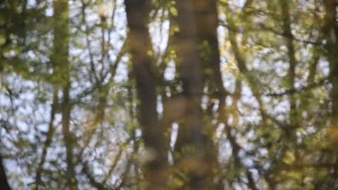 Reflection of trees in clear water Stock Footage 119872760