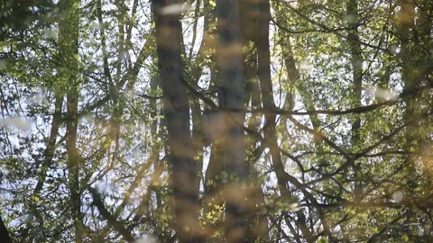 Reflection of trees in clear water Video stock 119872779