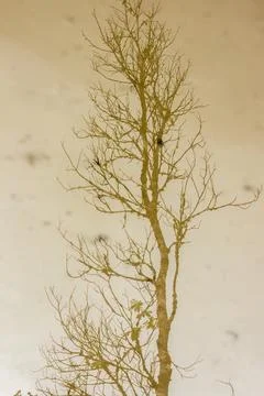 The reflection of the trees of a cloud forest on rain puddles Stock Photos