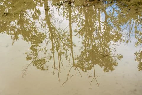 The reflection of the trees of a cloud forest on rain puddles Stock Photos