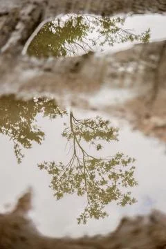 The reflection of the trees of a cloud forest on rain puddles 스톡 사진