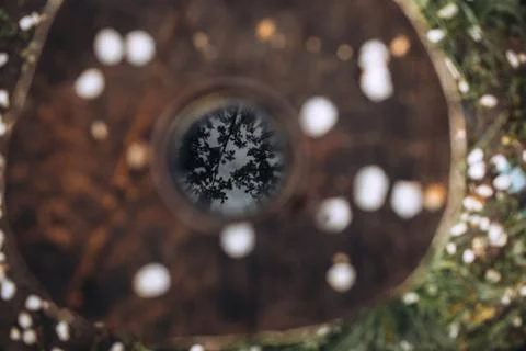 Reflection of trees in a cup Stock Photos