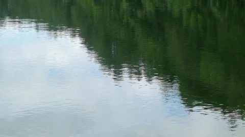 Reflection of trees on the edge of the lake Stock Footage 306668562