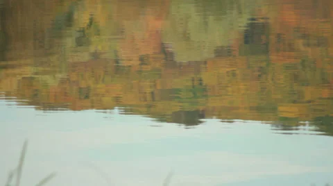 Reflection of Trees Stock Footage 31095791