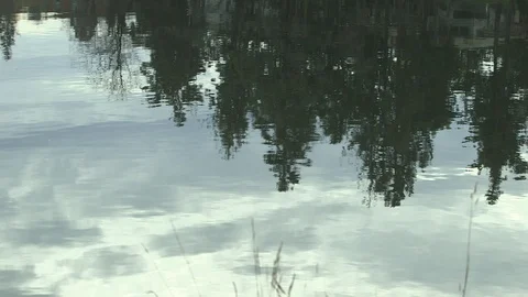 Reflection of trees Video stock 92004841