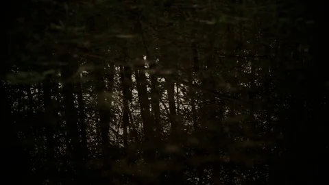 Reflection of trees in the forest Stock Footage 77165444