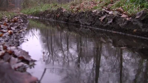 Reflection of trees in a forest puddle Video stock 83843655
