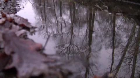 Reflection of trees in a forest puddle Stock Footage 83843670