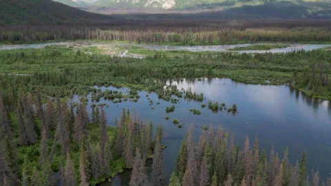 Reflection of trees in the lake in Alaska Mountains and woods - Drone Footage Stock Footage 276104920