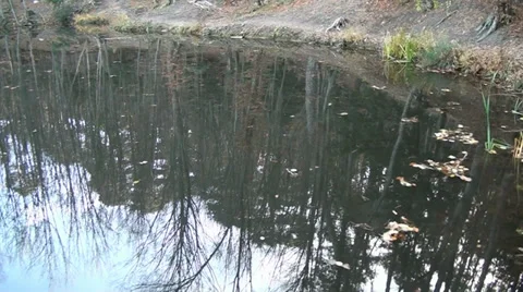 A reflection of trees is in a lake, Crimea Stock Footage 33450572