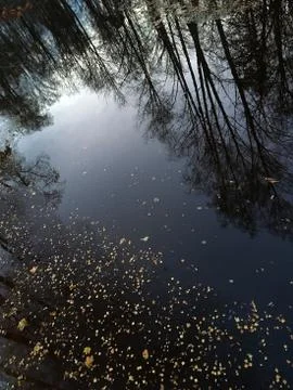 Reflection of trees in a lake with a crust of ice. Stock Photos