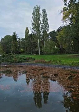 Reflection of trees in lake, with fallen leaves in it Stock Photos