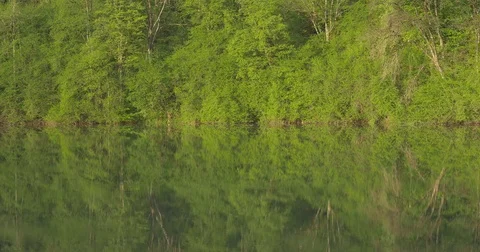Reflection of trees in the lake Stock Footage 75463791