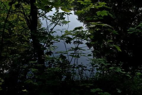 Reflection of trees in a lake in a forest in the summer Stock Photos