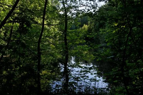Reflection of trees in a lake in a forest in the summer Stock Photos