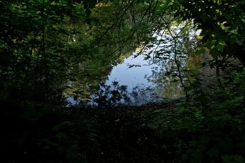 Reflection of trees in a lake in a forest in the summer Stock Photos