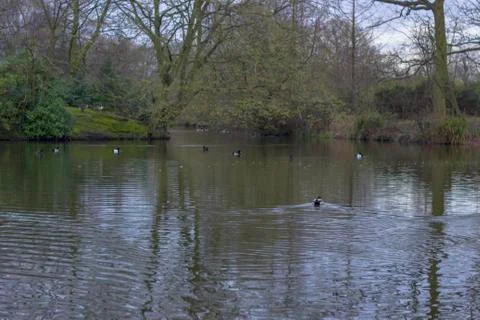 Reflection of trees in a lake late in the evening. Stock Photos