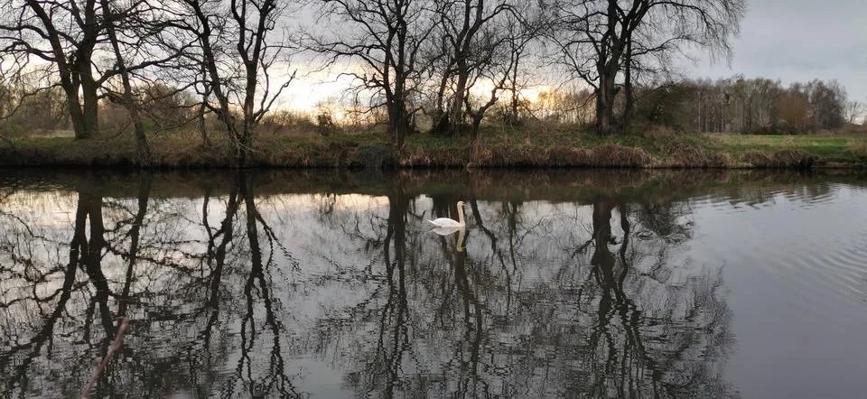 Reflection of trees in the lake at sunset Stock Photos