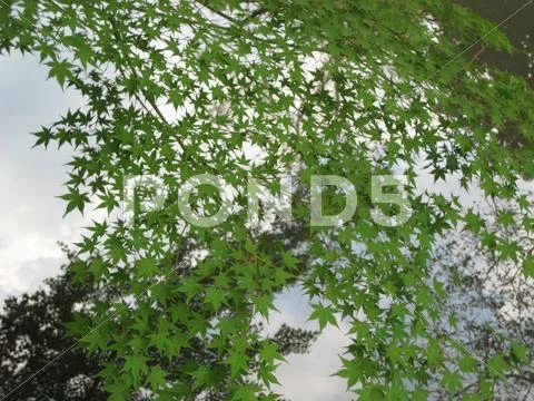 Reflection of the Trees in Mirror Smooth Water Stock Photos