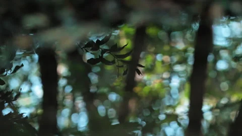 Reflection of trees in a mountain stream Stock Footage 233894613