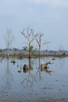 Reflection of trees in Neak Pean lake near Angkor Wat. Cambodia Stock Photos