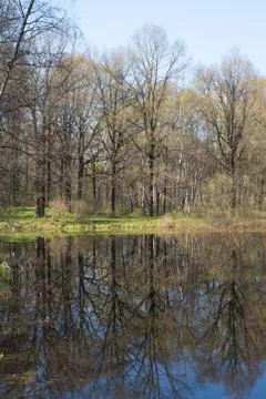 Reflection of trees Foto stock