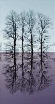 Reflection of trees 스톡 사진