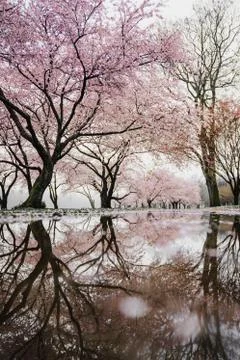 Reflection of Trees Stock Photos