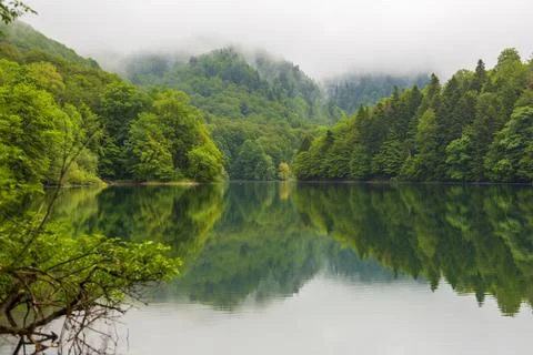 Reflection of trees 写真素材