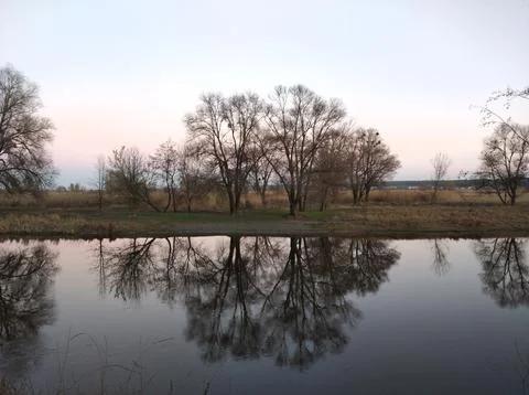 Reflection of trees Stock Photos