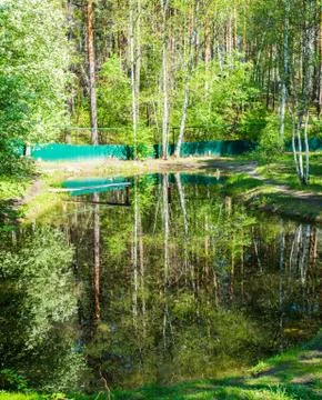 Reflection of trees in a pond - birch and flowering bird cherry Stock Photos