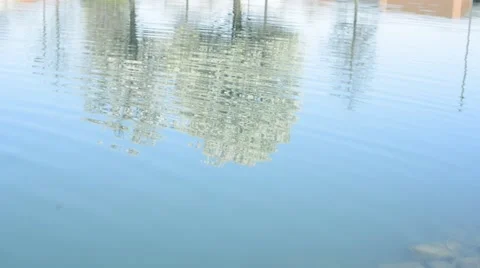 Reflection of Trees on Pond Stock Footage 45155145
