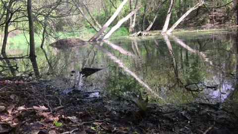 Reflection of trees in pond, ripple in pond surface Stock Footage 240129678