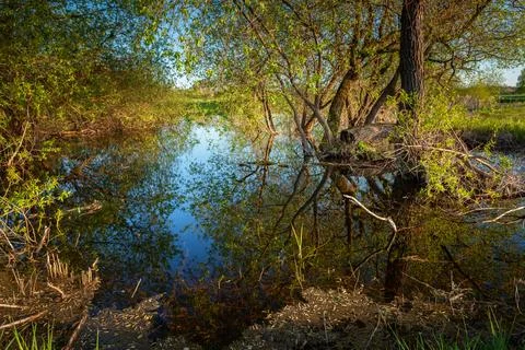 Reflection of trees in pond water Stock Photos