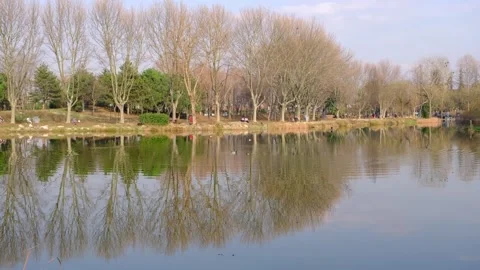 Reflection of trees on pond.Small lake and pond Stock Footage 154178927