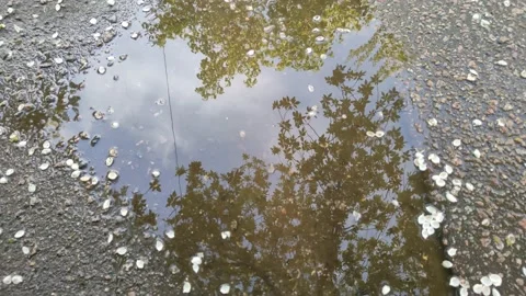 Reflection of trees in a puddle on the asphalt. Road after rain Stockbeeldmateriaal 194563936