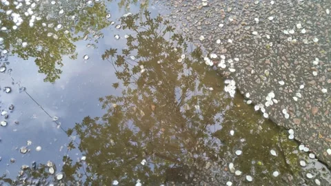 Reflection of trees in a puddle on the asphalt. Road after rain Vidéo 195303674