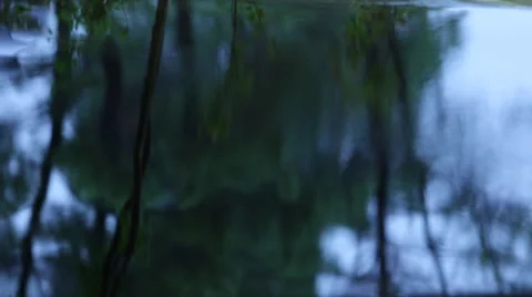 Reflection of trees in a puddle Stock Footage 49545493