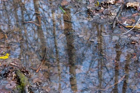 Reflection of trees in the puddle in the forest. Stock Photos