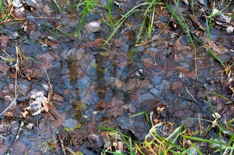 Reflection of trees in the puddle in the forest. Stock Photos