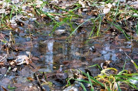 Reflection of trees in the puddle in the forest. Stock Photos