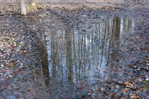 Reflection of trees in the puddle in the forest. Stock Photos