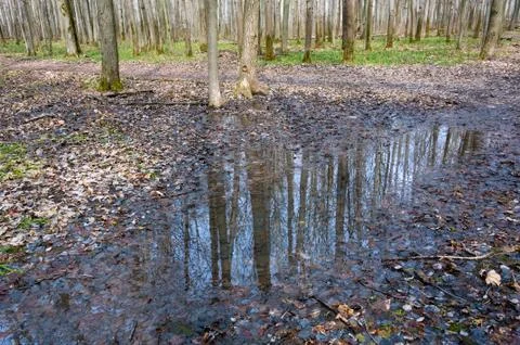 Reflection of trees in the puddle in the forest. Stock Photos