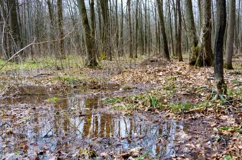Reflection of trees in the puddle in the forest. Stock Photos