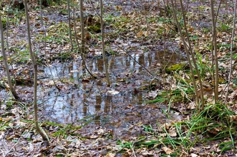 Reflection of trees in the puddle in the forest. Foto stock