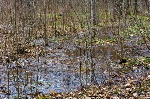 Reflection of trees in the puddle in the forest. Stock Photos