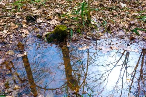 Reflection of trees in the puddle in the forest. Stock Photos