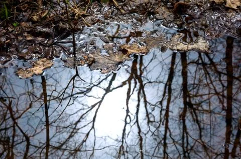 Reflection of trees in the puddle in the forest. Stock Photos